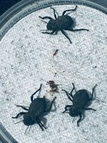 Load image into Gallery viewer, Blue death feigning beetle