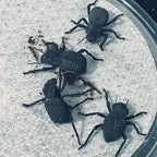 Load image into Gallery viewer, Blue death feigning beetle