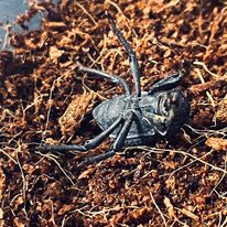 Load image into Gallery viewer, Blue death feigning beetle