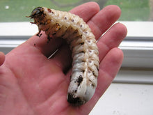 Load image into Gallery viewer, Goliath Beetle Larvae (GG)

