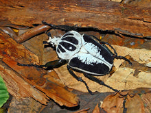 Load image into Gallery viewer, Goliath Beetle Larvae (GR)