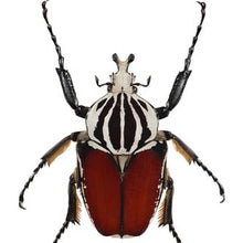 Load image into Gallery viewer, Goliath Beetle Imago (GG)