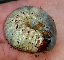 Load image into Gallery viewer, Ox Beetle Larvae