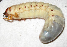Load image into Gallery viewer, Ox Beetle Larvae