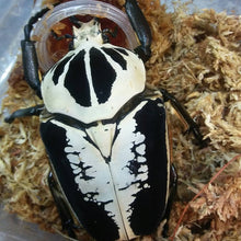 Load image into Gallery viewer, Goliath Beetle Larvae (GR)