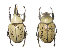 Load image into Gallery viewer, Western Hercules Beetle Larvae