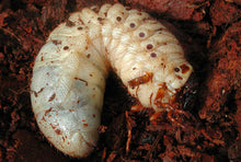 Load image into Gallery viewer, Western Hercules Beetle Larvae