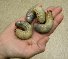 Load image into Gallery viewer, (Dynastes tityus) Eastern Hercules Beetle Larvae