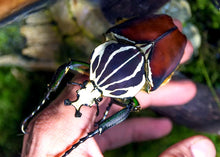 Load image into Gallery viewer, Goliath Beetle Imago (GG)