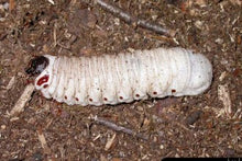 Load image into Gallery viewer, Goliath Beetle Larvae (GOP)