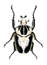 Load image into Gallery viewer, Goliath Beetle Larvae (GR)