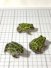 Load image into Gallery viewer, J94 African Bull Frog