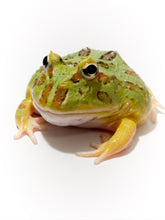 Load image into Gallery viewer, D60 Yellow Leg Cranwelli (SPECIAL)
