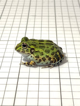 Load image into Gallery viewer, J94 African Bull Frog