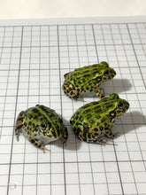 Load image into Gallery viewer, J94 African Bull Frog
