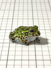 Load image into Gallery viewer, J94 African Bull Frog