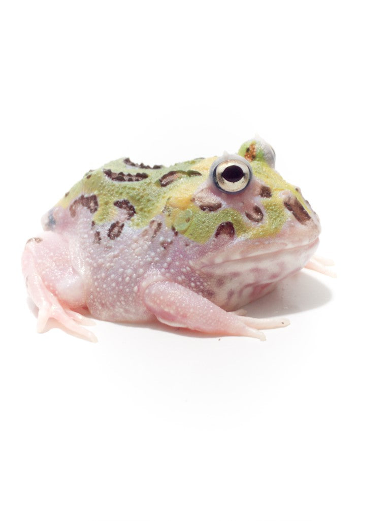 pink pacman frog
