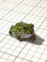 Load image into Gallery viewer, J94 African Bull Frog