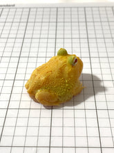 Load image into Gallery viewer, D11 EGG YOLK ALBINO (SUPER CLEAN)
