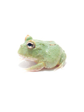 Load image into Gallery viewer, Emerald Pacman Frog
