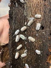 Load image into Gallery viewer, Nesodillo archangeli 'Shiro Utsuri'