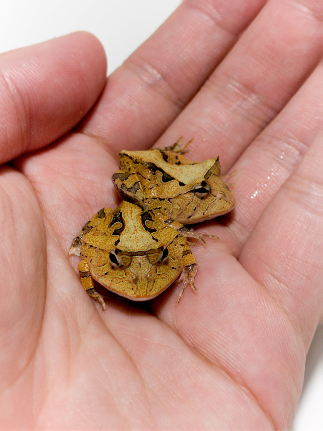 A98 Brown Surinam Horned Pacman Frog - Ceratophrys cornuta
