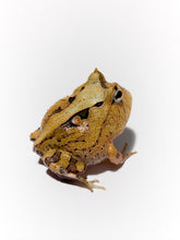 Load image into Gallery viewer, A98 Brown Surinam Horned Pacman Frog - Ceratophrys cornuta
