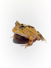 Load image into Gallery viewer, A98 Brown Surinam Horned Pacman Frog - Ceratophrys cornuta
