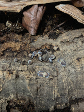 Load image into Gallery viewer, Cubaris sp. 'Cappuccino'