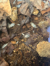 Load image into Gallery viewer, Porcellio laevis “Dairy Cow”