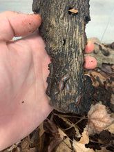 Load image into Gallery viewer, Armadillidium klugii
