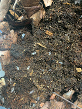 Load image into Gallery viewer, Cubaris sp. Panda king