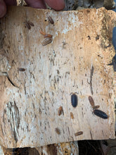 Load image into Gallery viewer, Porcellio scaber “Red Edge”