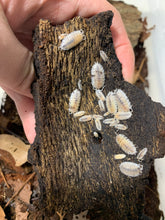 Load image into Gallery viewer, Porcellio scaber “Dalmatian”