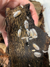 Load image into Gallery viewer, Porcellio scaber “Dalmatian”