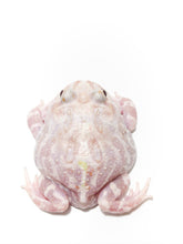 Load image into Gallery viewer, Sub Adult/Adult Mutant Bundle Deal (UP TO 70% OFF)