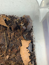 Load image into Gallery viewer, Porcellio ornatus “South”