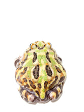 Load image into Gallery viewer, Sub Adult/Adult Mutant Bundle Deal (UP TO 70% OFF)