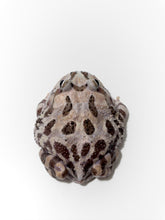 Load image into Gallery viewer, Sub Adult/Adult Mutant Bundle Deal (UP TO 70% OFF)