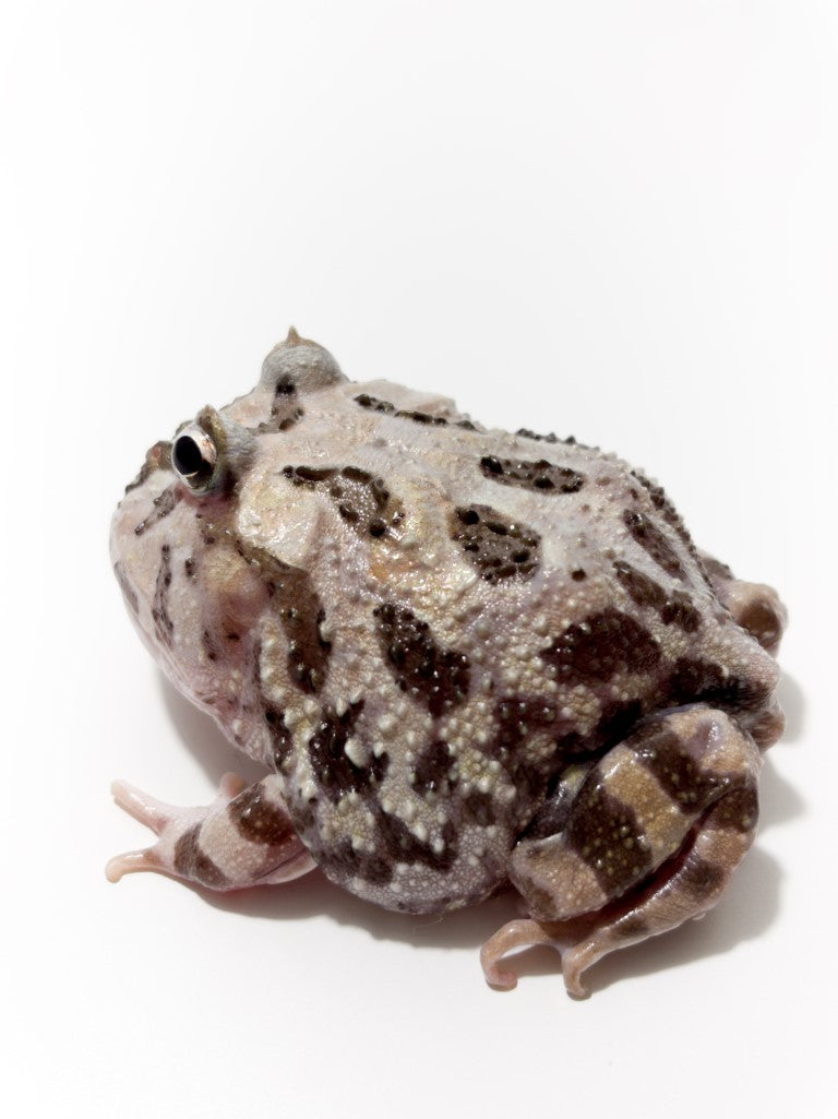 E55 Sub Adult Female Phantom Mutant – JamJam Exotic, image size:768x1025