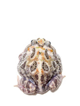 Load image into Gallery viewer, Sub Adult/Adult Mutant Bundle Deal (UP TO 70% OFF)