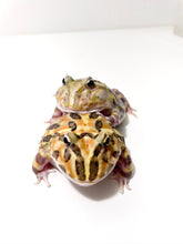 Load image into Gallery viewer, Sub Adult/Adult Mutant Bundle Deal (UP TO 70% OFF)