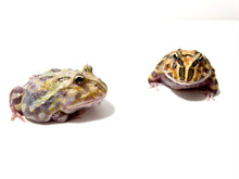 Load image into Gallery viewer, Sub Adult/Adult Mutant Bundle Deal (UP TO 70% OFF)