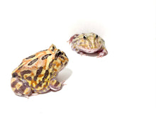 Load image into Gallery viewer, Sub Adult/Adult Mutant Bundle Deal (UP TO 70% OFF)