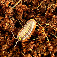 Load image into Gallery viewer, Armadillidium klugii