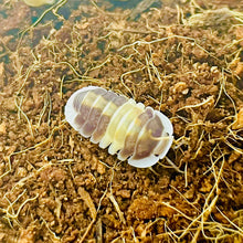 Load image into Gallery viewer, Cubaris sp. 'Cappuccino'