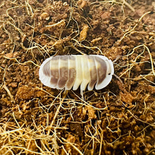 Load image into Gallery viewer, Cubaris sp. 'Cappuccino'