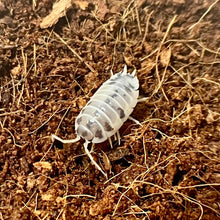 Load image into Gallery viewer, Porcellio laevis “Dairy Cow”
