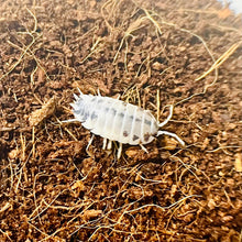 Load image into Gallery viewer, Porcellio laevis “Dairy Cow”