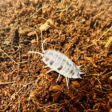 Load image into Gallery viewer, Porcellio laevis “Dairy Cow”